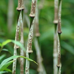Bamboo Chimono. marmorea